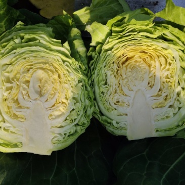 潍坊青州大棚甘蓝。绿甘蓝。包菜开始大量上市。欢迎采购