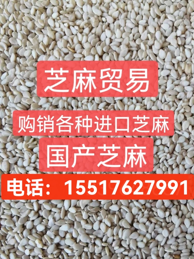 5吨熟芝麻发往上海，货量充足！