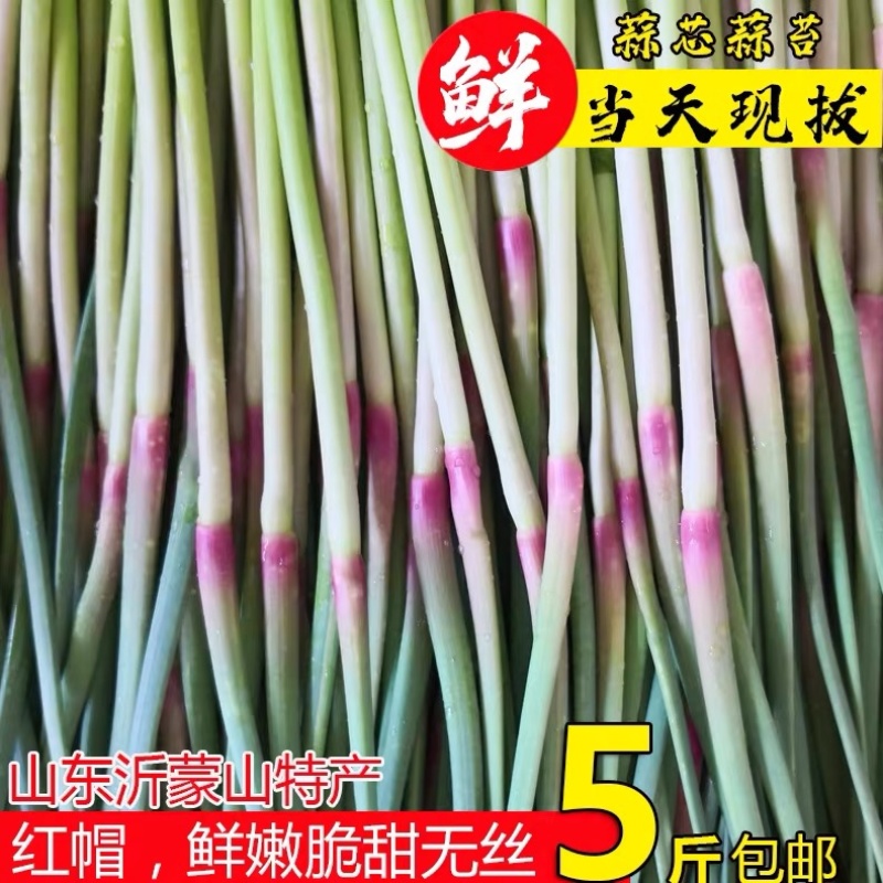 山东红帽蒜苔鲜蒜苔蒜芯蒜苗