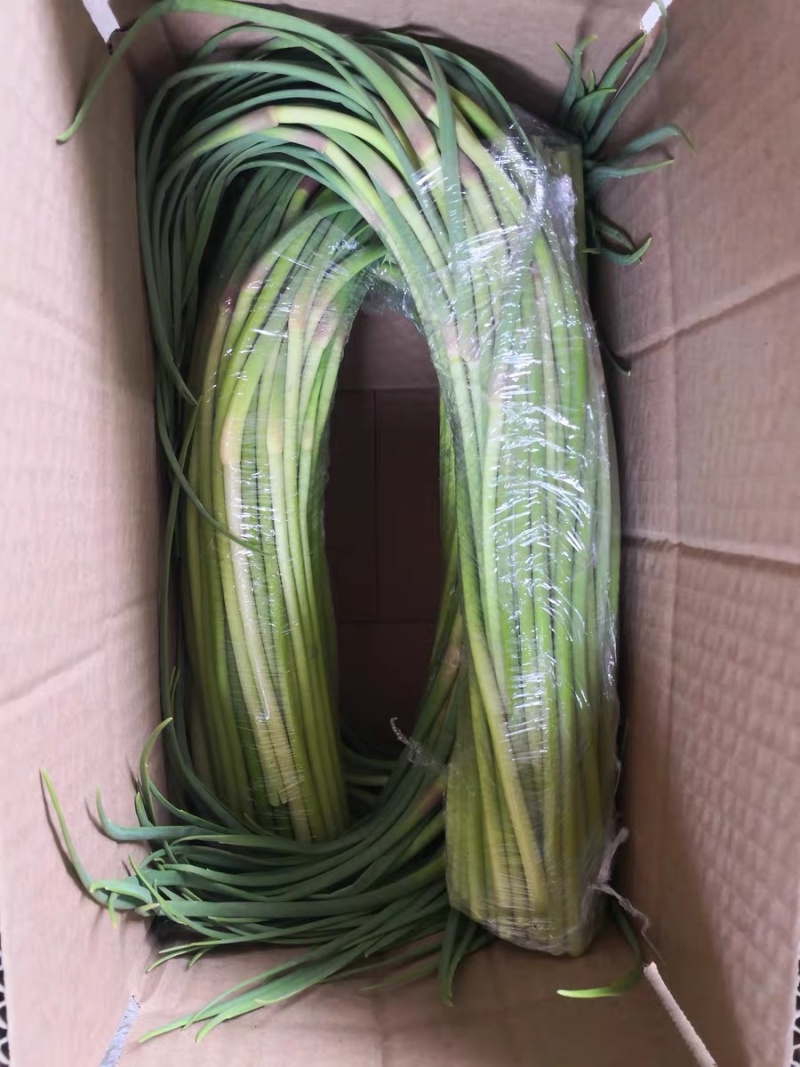 山东红帽蒜苔鲜蒜苔蒜芯蒜苗