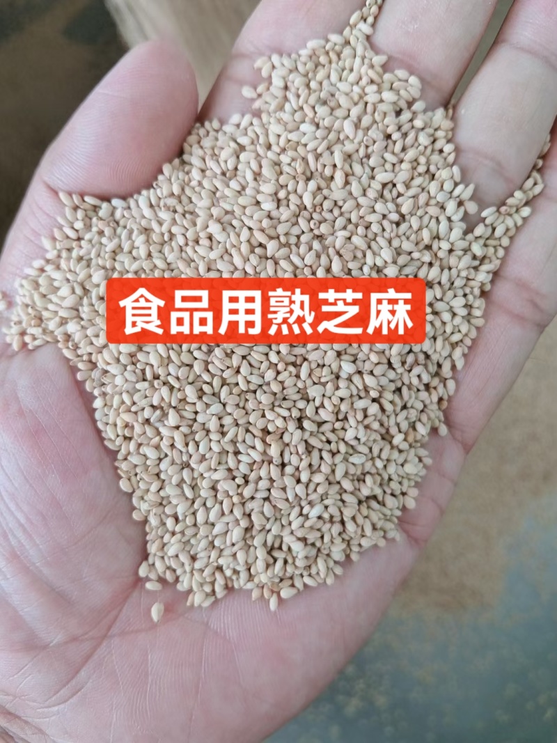 5吨熟芝麻发往上海，货量充足！