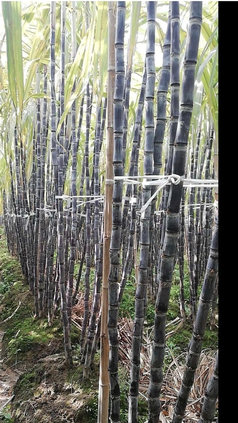 甘蔗低价出售福建泉州永春量多优惠