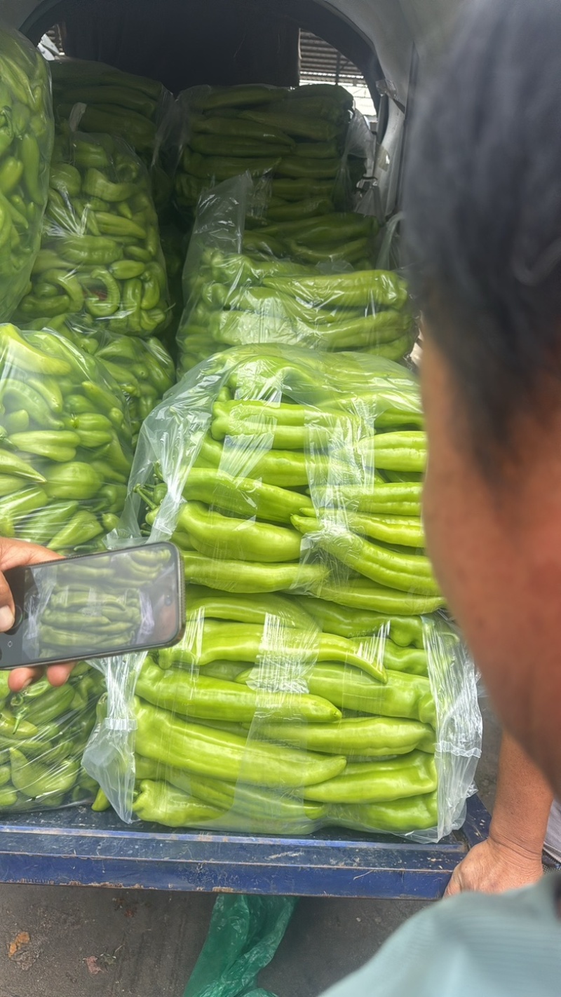 八号辣椒螺丝椒，笼椒上市了