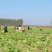 【黄心白菜】天门市黄心白菜/湖北白菜/产地直发质量三包