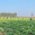 【黄心白菜】天门市黄心白菜/湖北白菜/产地直发质量三包