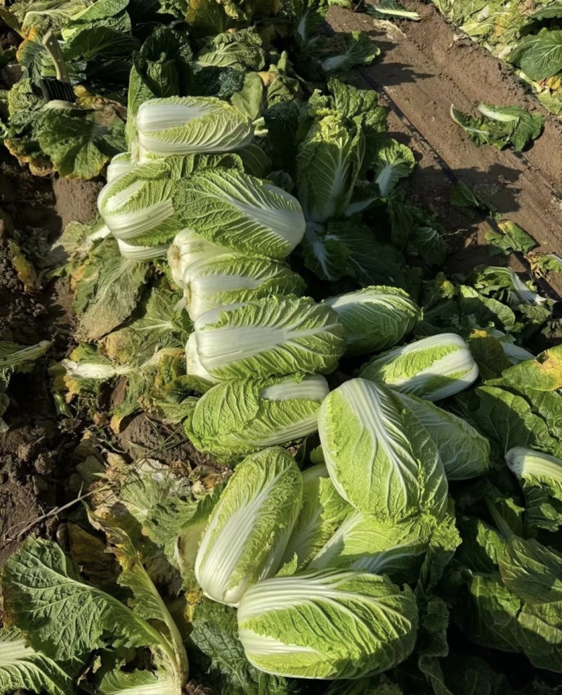 【黄心白菜】天门市黄心白菜/湖北白菜/产地直发质量三包