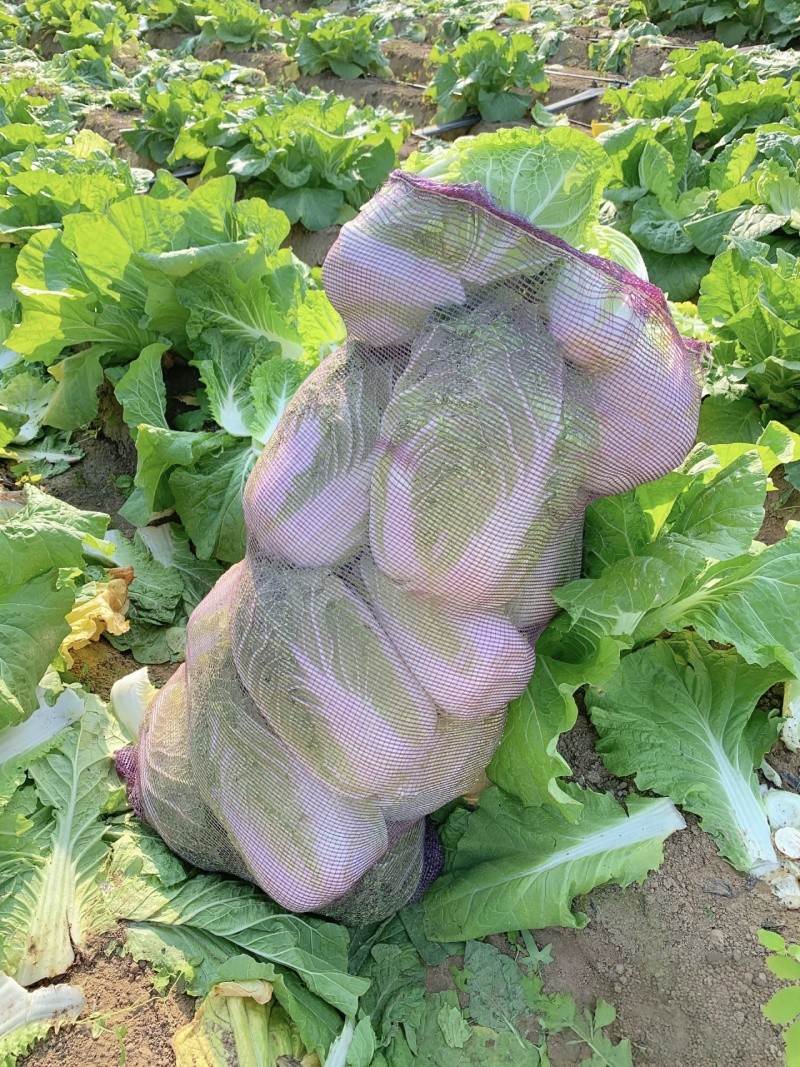 【黄心白菜】天门市黄心白菜/湖北白菜/产地直发质量三包