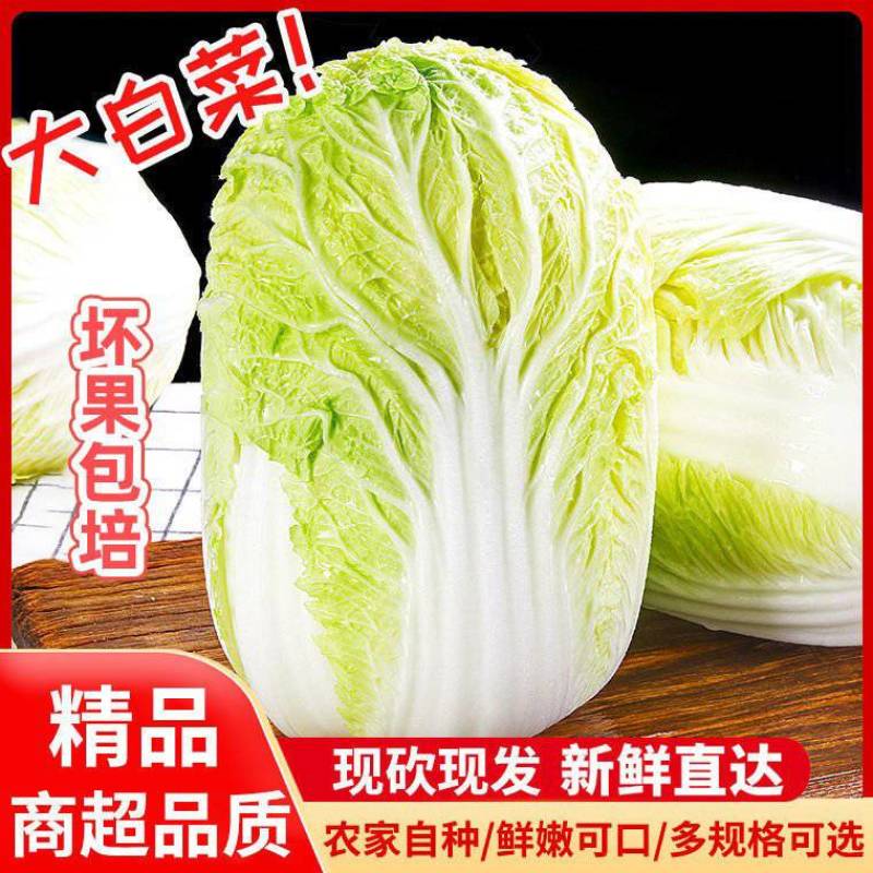【黄心白菜】天门市黄心白菜/湖北白菜/产地直发质量三包
