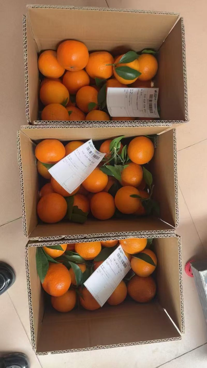 重庆沃柑产地直发，一件代发，水分足甜度高，对接全国客户