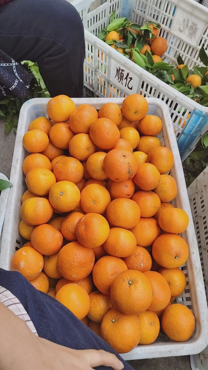重庆沃柑产地直发，一件代发，水分足甜度高，对接全国客户
