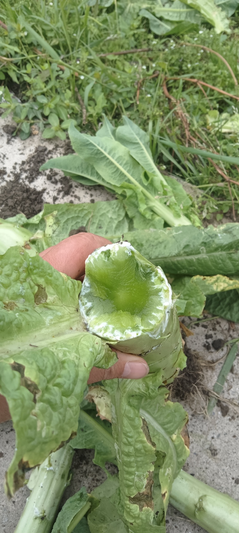 三青莴笋头