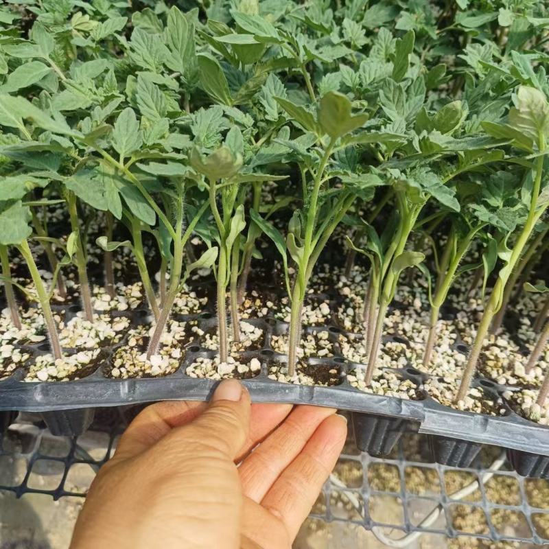 番茄苗草莓番茄普罗旺斯草莓铁皮柿子大果口感西红柿苗