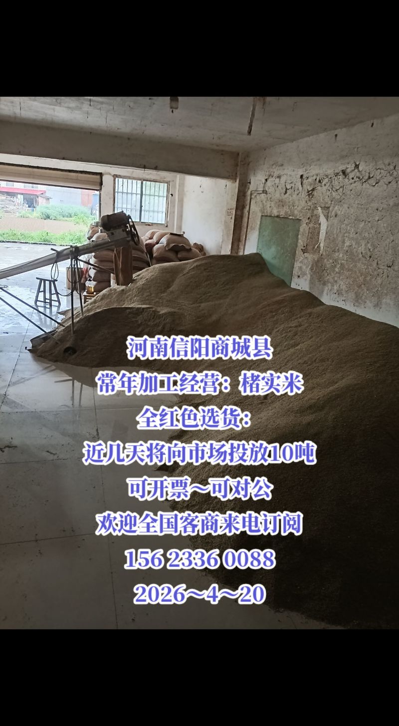 河南楮实子/野生无硫/加工厂一手货源/产地直发/一件代发