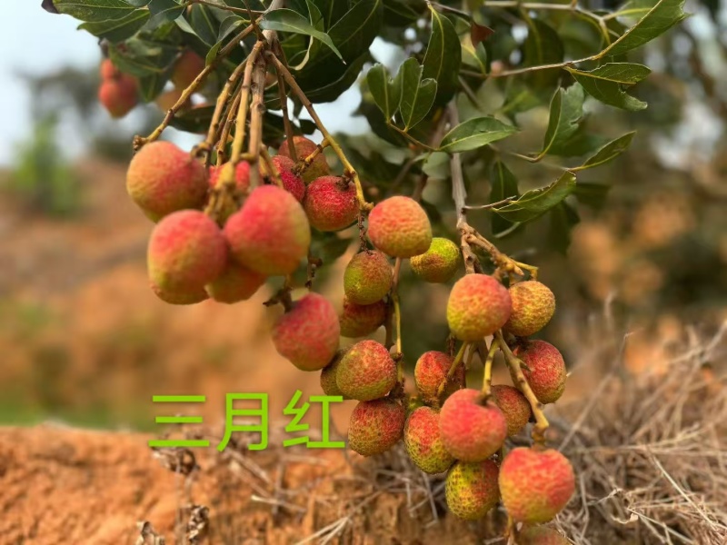 高州荔枝三月红
