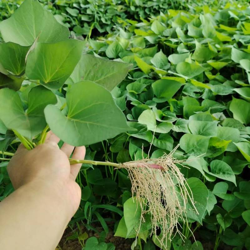 脱毒原种红薯苗白哈密红薯苗糖稀蜜薯红薯苗榴莲蜜红薯苗