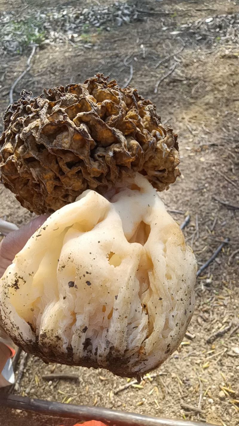 河北山西野生羊肚菌
