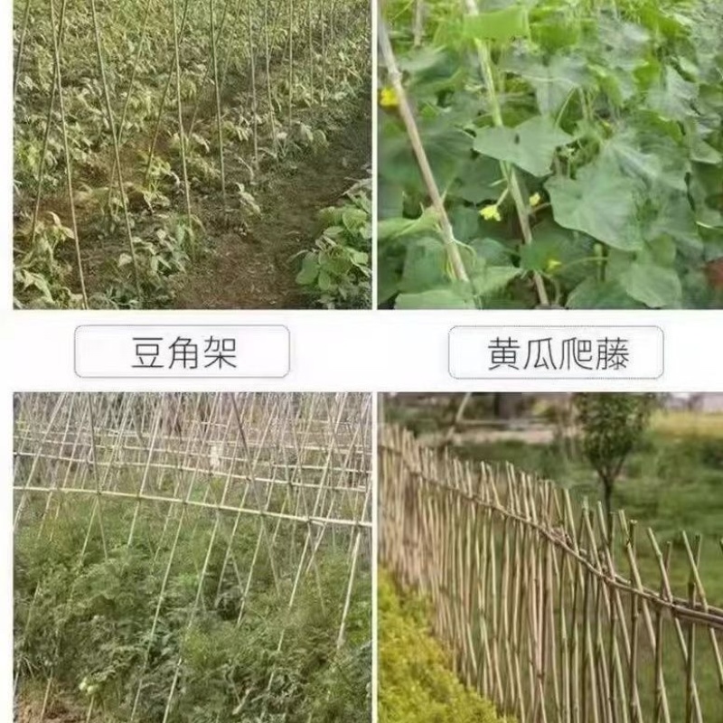 竹竿菜园搭架西红柿黄瓜架子篱笆支架，竹杆批发零售旗杆