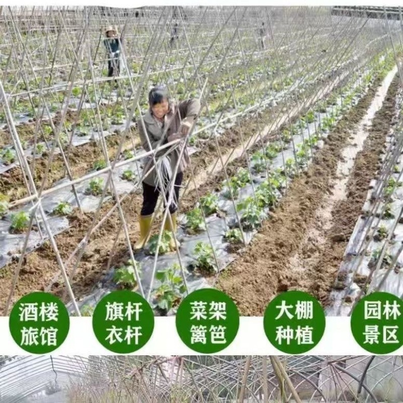 竹竿菜园搭架西红柿黄瓜架子篱笆支架，竹杆批发零售旗杆