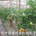 竹竿菜园搭架西红柿黄瓜架子篱笆支架，竹杆批发零售旗杆