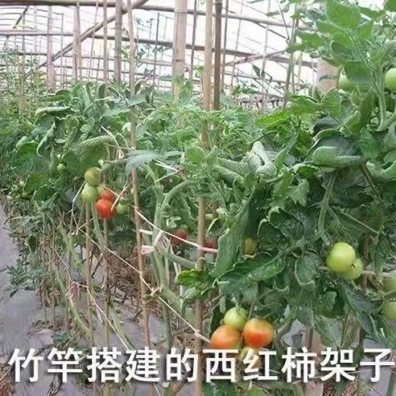 竹竿菜园搭架西红柿黄瓜架子篱笆支架，竹杆批发零售旗杆