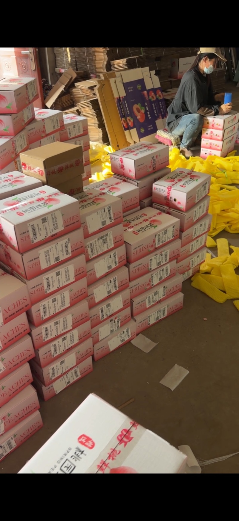 河北唐山乐亭县水蜜桃大量上市承接各大市场商场电商一件代发
