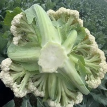 优质花菜大量上市，价格便宜，产地直发，诚信经营，欢迎选购