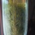 信阳毛尖美好生活口粮茶，绿茶，红茶，价格实惠。