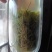 信阳毛尖美好生活口粮茶，绿茶，红茶，价格实惠。