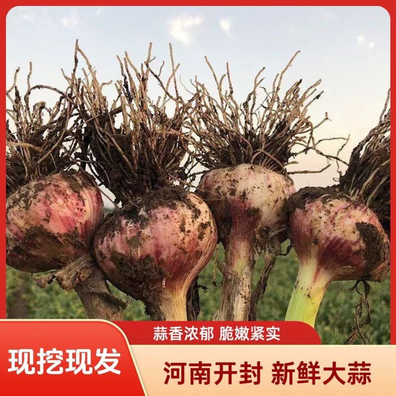 河南鲜蒜把子蒜，一手货源，可对接电商商超等，量大从优
