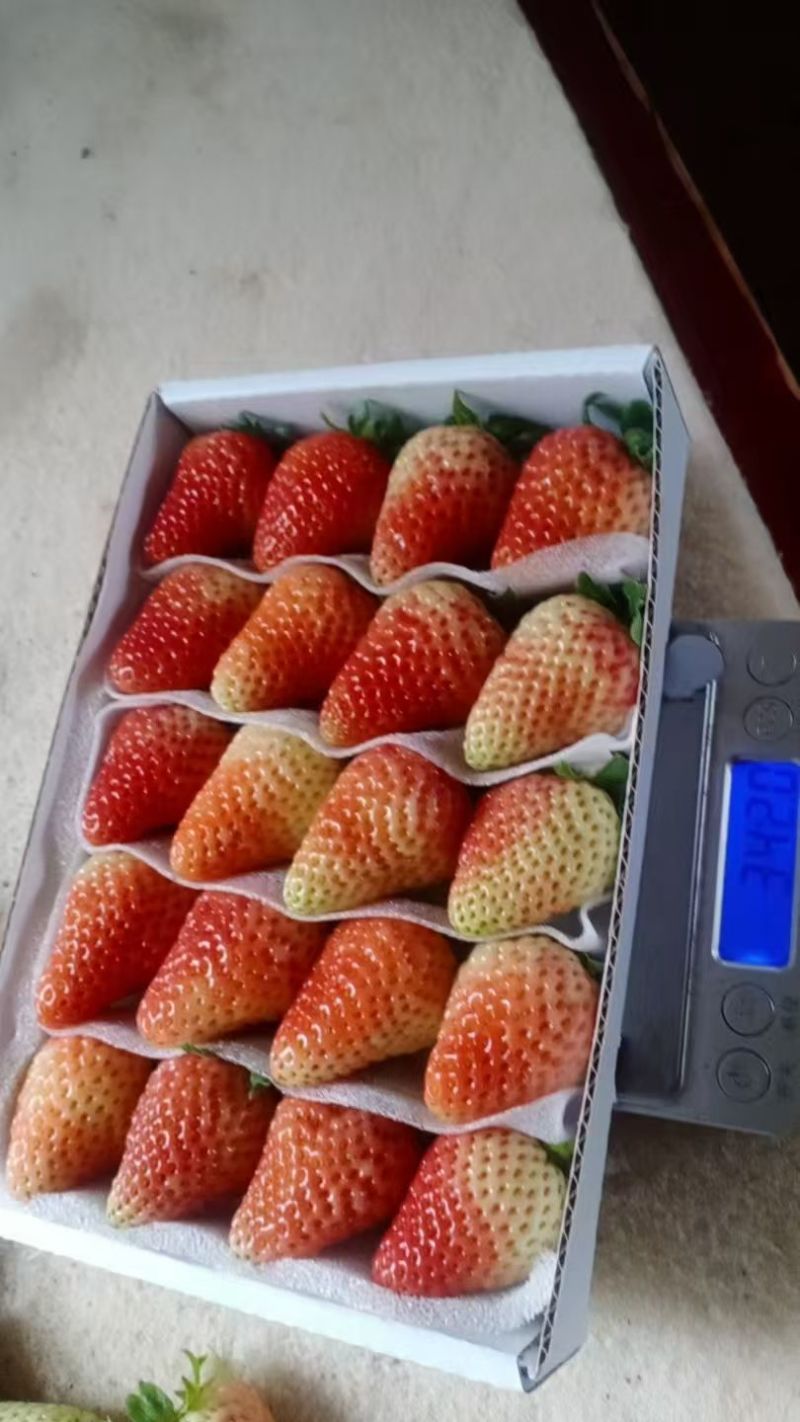 新鲜采摘，昭通上市四季草莓，酸甜口感