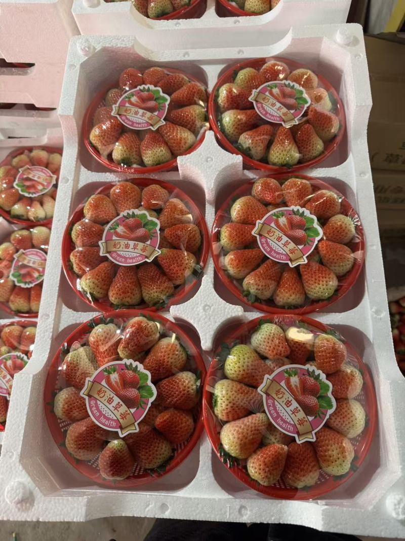 新鲜采摘，昭通上市四季草莓，酸甜口感