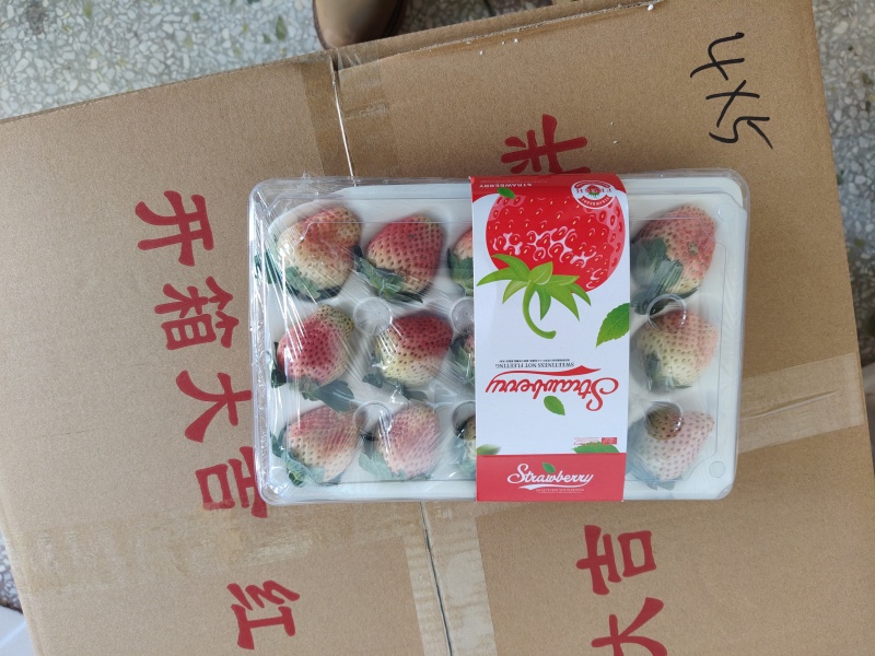新鲜采摘，昭通上市四季草莓，酸甜口感