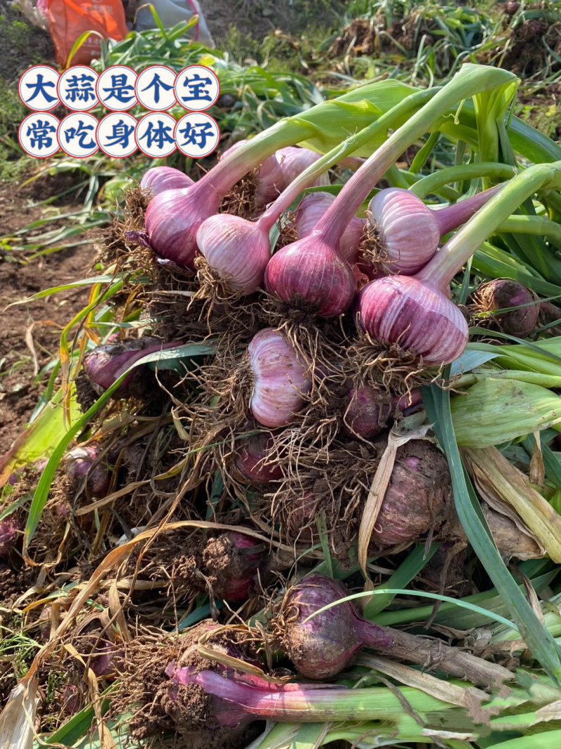 【新蒜】开封大蒜把子蒜，现挖现发，保质保量，欢迎采购