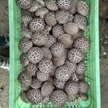鲜香菇直采