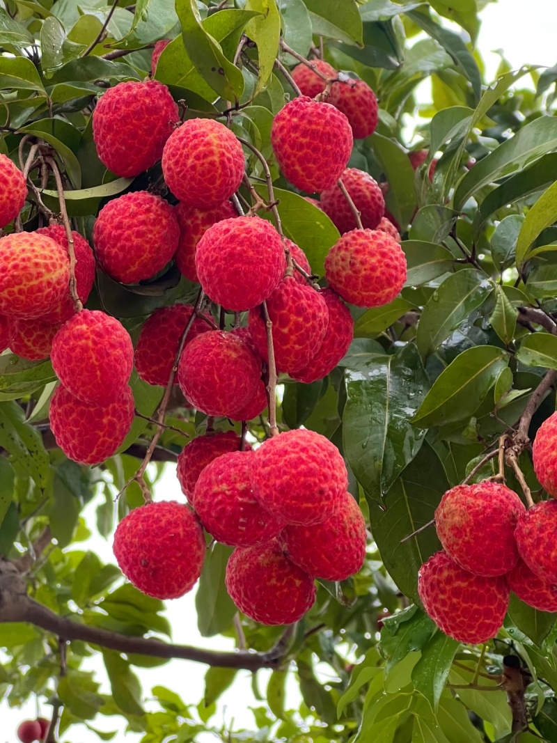 《精品》荔枝。一骑红尘妃子笑，无人知是荔枝来，原产地代办
