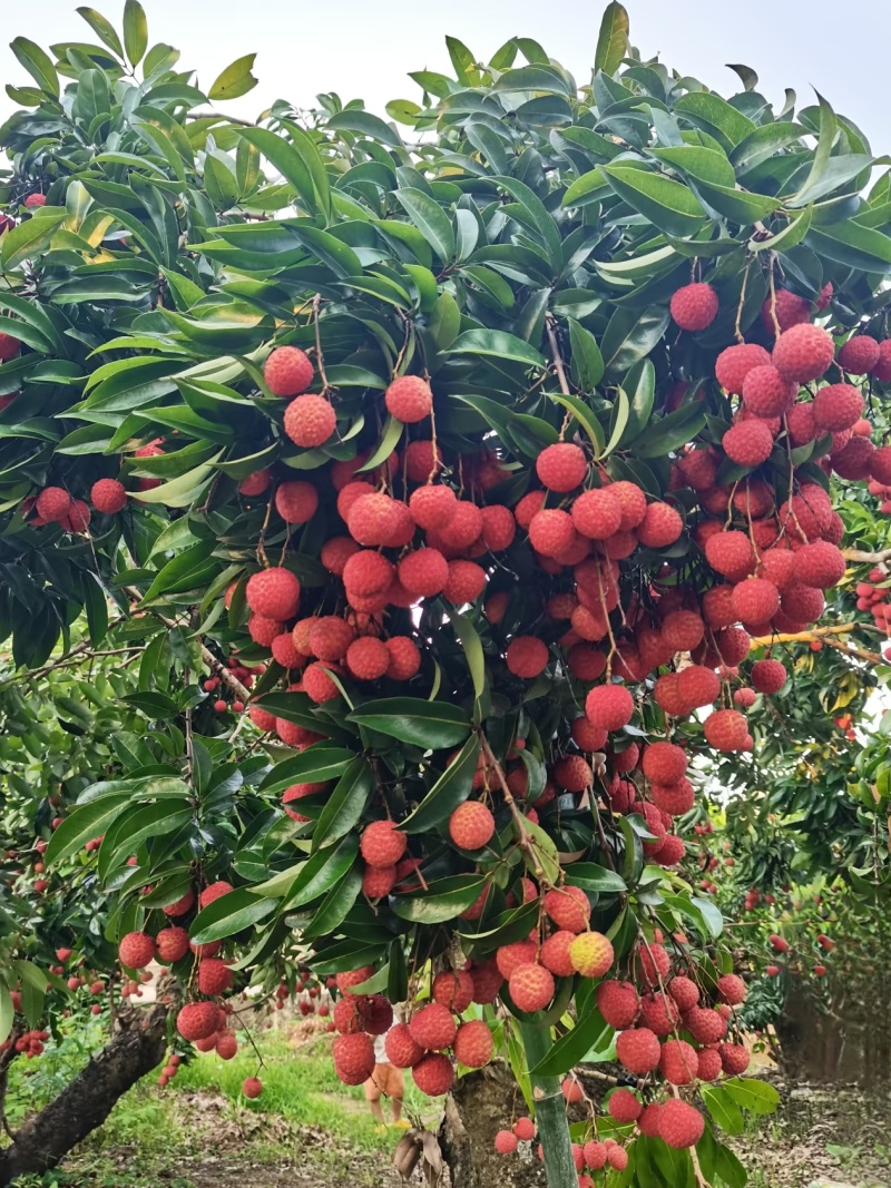 《精品》荔枝。一骑红尘妃子笑，无人知是荔枝来，原产地代办