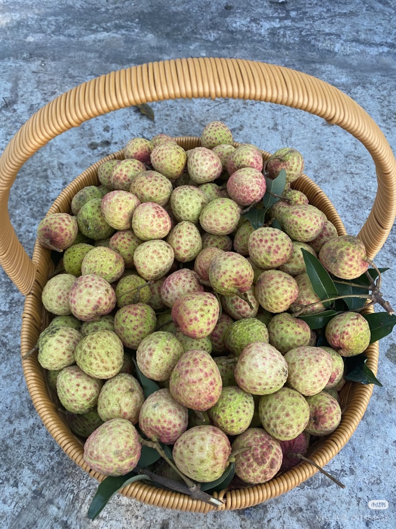 《精品》荔枝。一骑红尘妃子笑，无人知是荔枝来，原产地代办