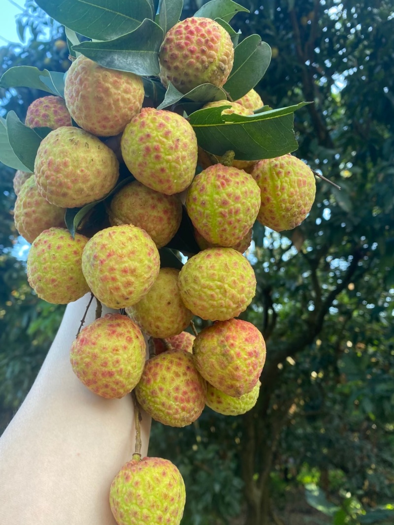 《精品》荔枝。一骑红尘妃子笑，无人知是荔枝来，原产地代办