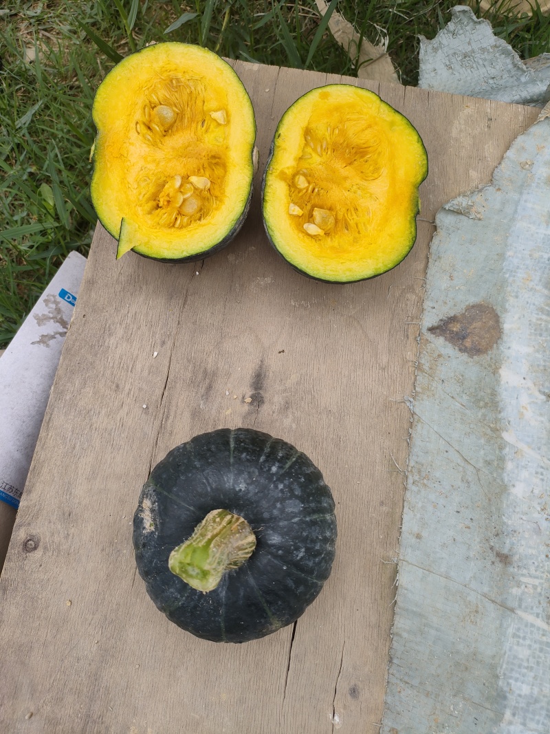 贝贝南瓜
