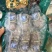 辽参即食鲜食海参6-10头餐饮电商批发