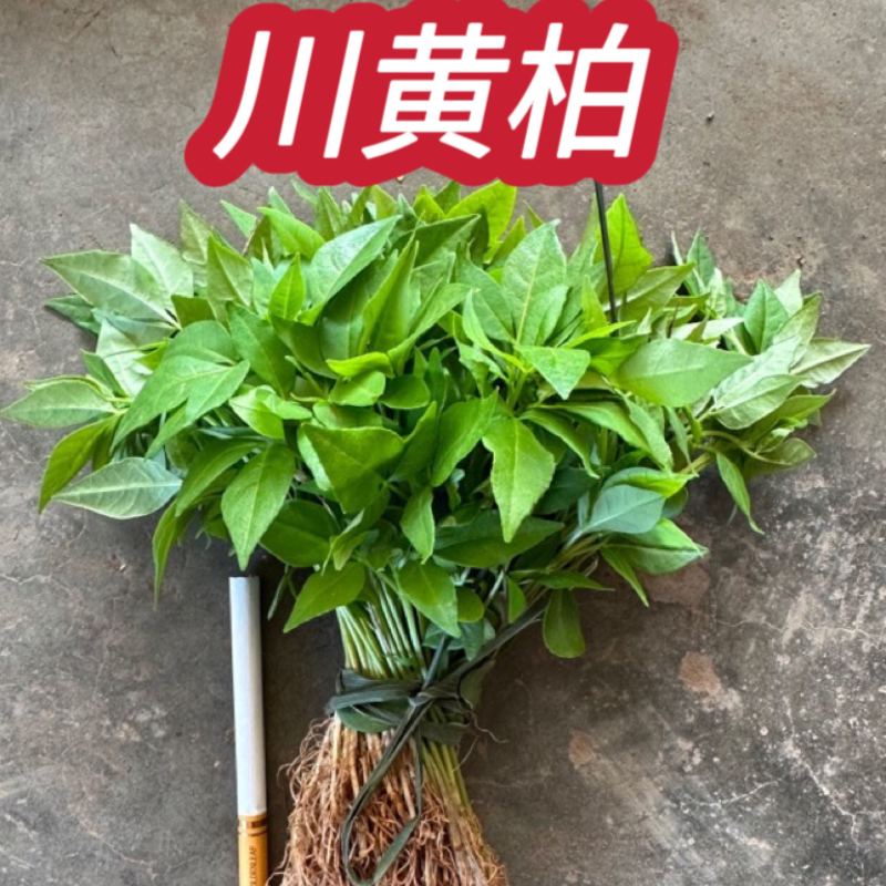 川黄柏幼苗厚皮大叶红筋正宗川黄柏芽苗四川基地直供