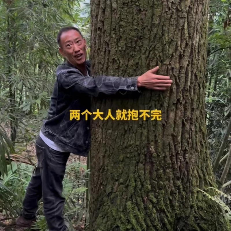 川黄柏幼苗厚皮大叶红筋正宗川黄柏芽苗四川基地直供