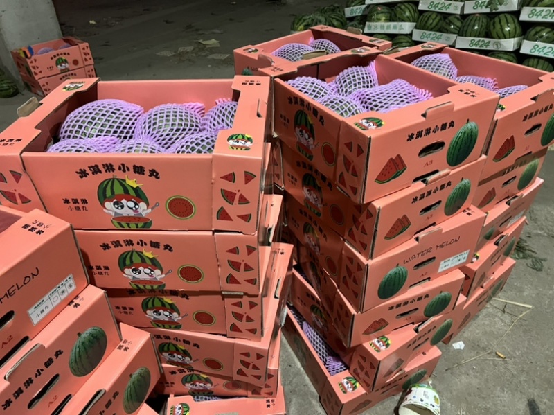 小糖丸西瓜早春红玉西瓜品质保证全国各地代发