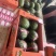 小糖丸西瓜早春红玉西瓜品质保证全国各地代发