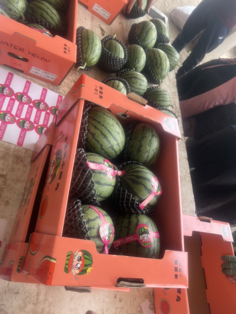 小糖丸西瓜早春红玉西瓜品质保证全国各地代发