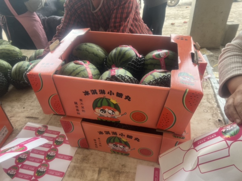 小糖丸西瓜早春红玉西瓜品质保证全国各地代发