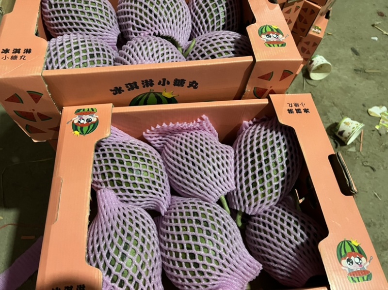 小糖丸西瓜早春红玉西瓜品质保证全国各地代发