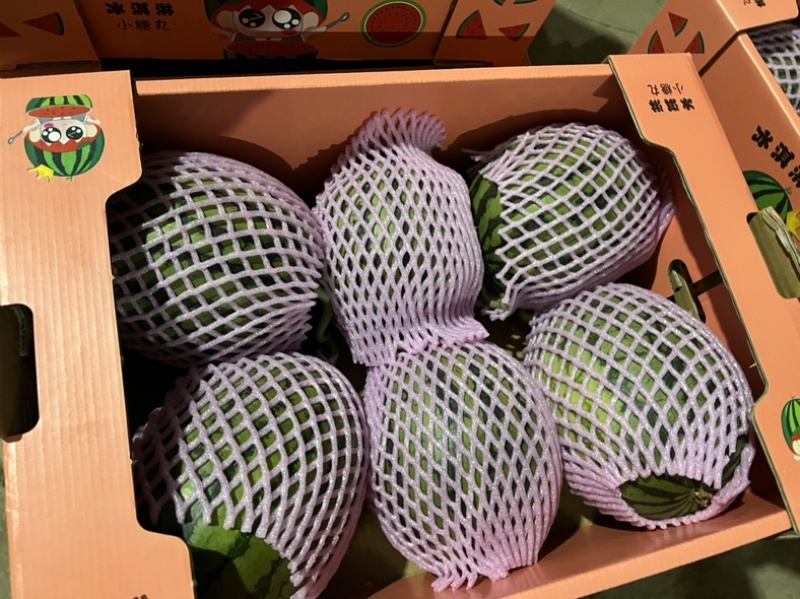 小糖丸西瓜早春红玉西瓜品质保证全国各地代发