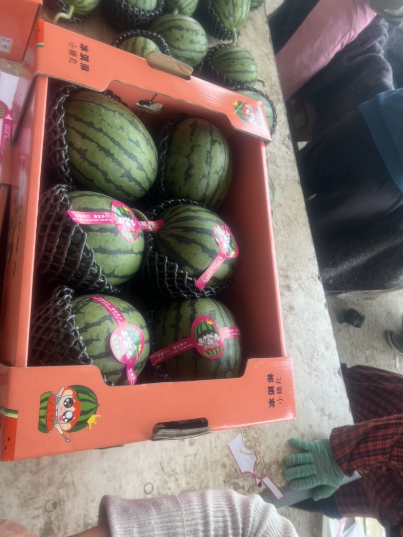 小糖丸西瓜早春红玉西瓜品质保证全国各地代发