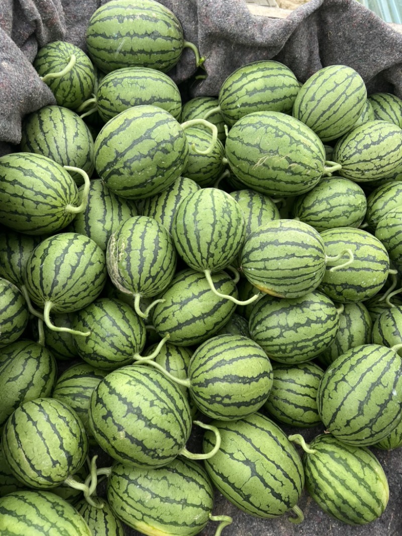 小糖丸西瓜早春红玉西瓜品质保证全国各地代发